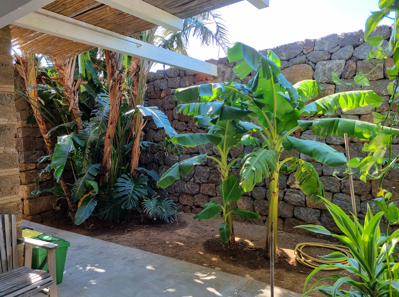 scauribasso14 mango 4 di 13