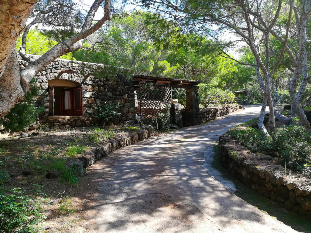 dammusi euterpini agave 8 1024x768