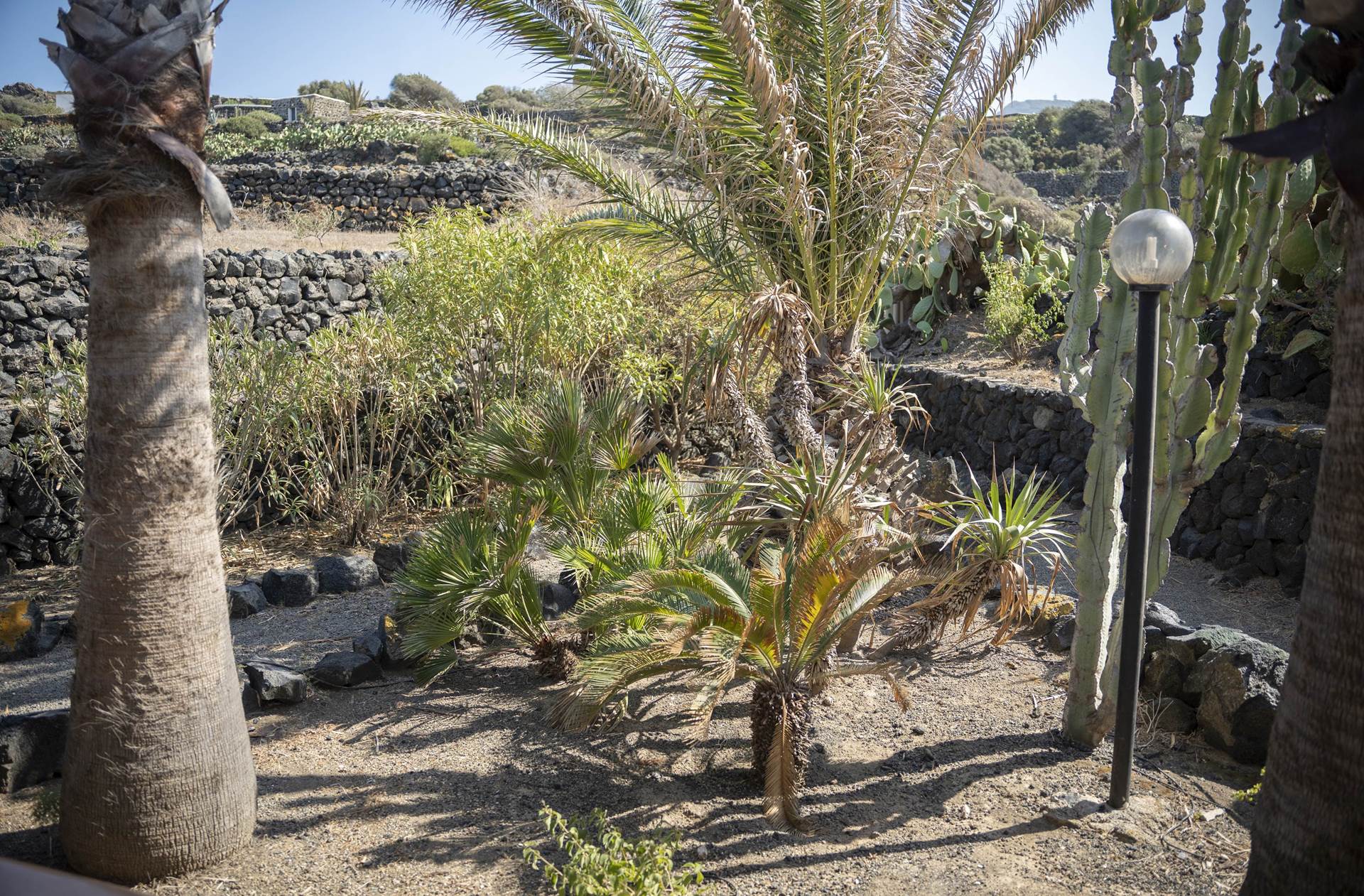 la cala cottone  102